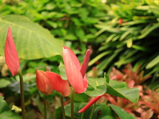 Flower in the Hijuela del Botánico National Agricultural Service of La Orotava