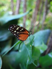 View in the Butterfly house of Tenerife