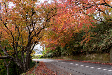 紅葉と道路