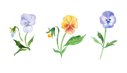 Pansies, flowers set, floral watercolor illustration, blue and yellow  pansies - obrazy, fototapety, plakaty