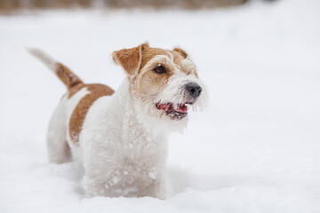 Puppy Jack Russell Terrier. The dog is standing in the white snow