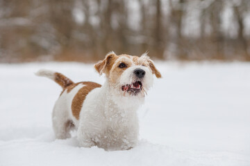 Puppy Jack Russell Terrier. The dog is standing in the white snow