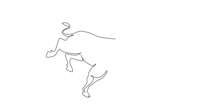 Animated self drawing of continuous line draw bull attack. Elegance buffalo for conservation national park logo identity. Big strong bull mascot concept for rodeo show. Full length one line animation