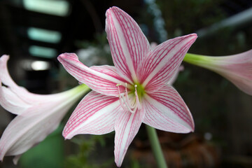 Pink amaryllis flower in natural garden