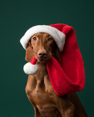 Portrait of a Hungarian vizsla with a Christmas hat on a green background