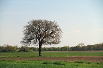 Obstbaum