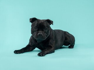 Portrait of a black staffy on a blue background, studio shot
