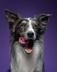 Portrait of a marble border collie on a violet background
