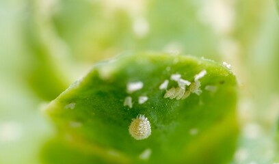 Selective focus shot of mealybugs on green leaf