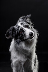 Blue merle border collie male on purple or black in studio with glasses portrait 