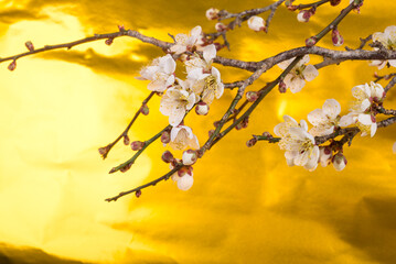 金バックの白梅の花
