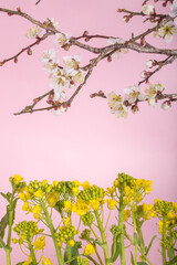 Naklejka na ściany i meble ピンクバックの白梅と菜の花