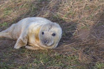 Naklejka premium Atlantic Grey Seals