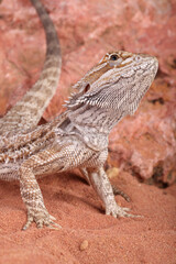 Portrait of a Central Bearded Dragon in the sand
