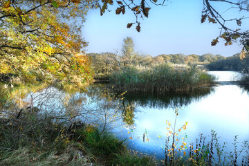 Obraz premium Autumn in the dunes of the Hague in Zuid-Holland