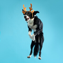 A dog in horns jumping on a blue background, Christmas studio shot