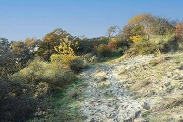 Autumn in the dunes of the Hague in Zuid-Holland