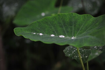 Rain Drops on Leaf