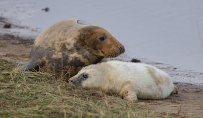 Naklejka premium Atlantic Grey Seals