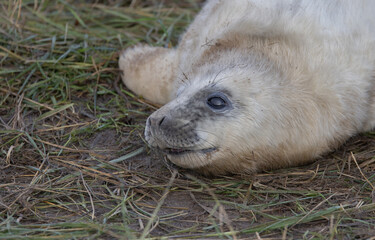 Atlantic Grey Seals