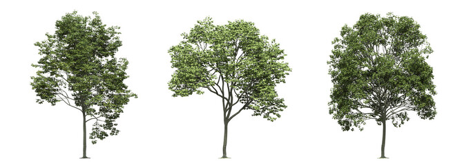 big tree, isolated on white background, 3D illustration, cg render