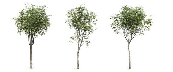 Fototapeta premium big tree, isolated on white background, 3D illustration, cg render