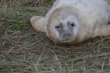 Atlantic Grey Seals