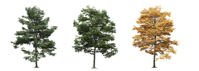 big tree, isolated on white background, 3D illustration, cg render