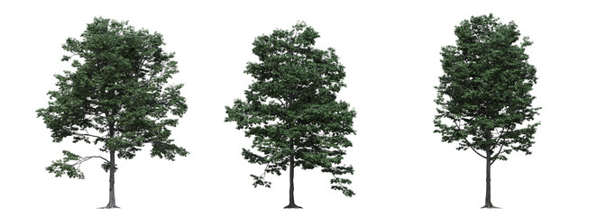 big tree, isolated on white background, 3D illustration, cg render