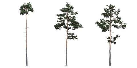 big tree, isolated on white background, 3D illustration, cg render
