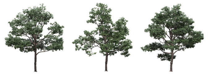 big tree, isolated on white background, 3D illustration, cg render