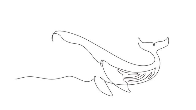 Animated self drawing of continuous one line draw wild whale fish swimming in sea life. Marine animal digital concept. Blue whale and scuba diver under ocean water. Full length single line animation
