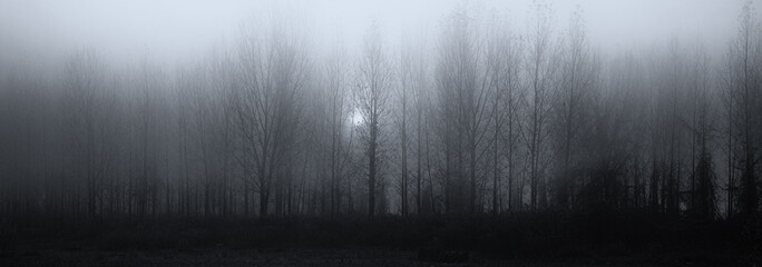 Creepy dark landscape showing forest in autumn mist in black and white