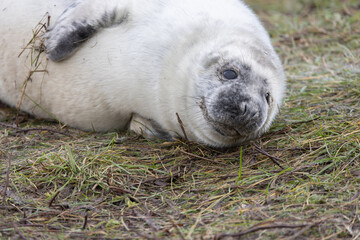 Atlantic Grey Seals