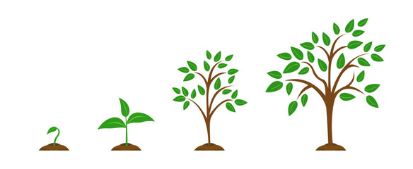 The stages of plant growth from a green leaf to an adult tree. Set vector illustrations