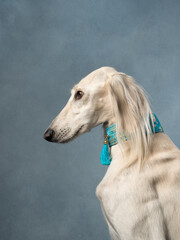 Portrait of a dog on blue background