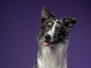 Portrait of a marble border collie on a violet background