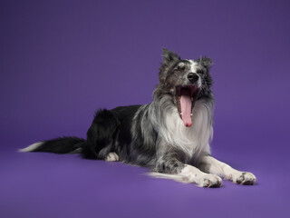 Portrait of a marble border collie on a violet background