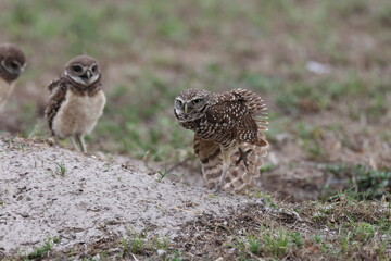 Burrowing Owl (Athene cunicularia) Cape Coral Florida USA
