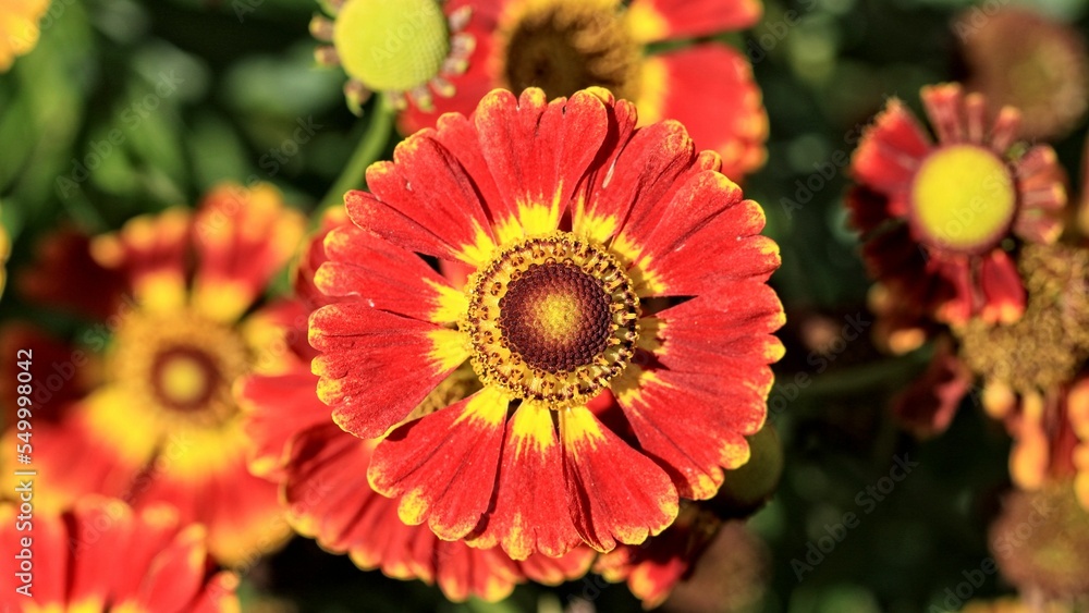 Canvas Prints Closeup shot of Helanium flowers