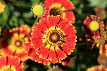Closeup shot of Helanium flowers