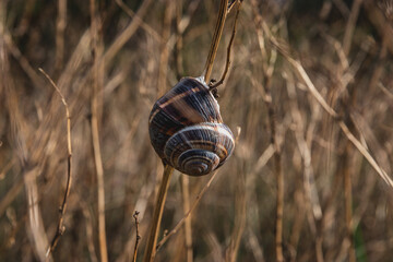 A snail on dry grass. A grape snail on a dry grass stalk. The snail in the shell is held on a dry reed. One gray snail on a blurry background of dry grass. Selective focus.