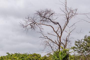 natural landscape in Serra do Cipo, State of Minas Gerais, Brazil
