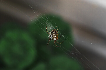 A spider sitting on a web on a dark green background. A spider web with a close-up on a blurry background. A spider in a web. Selective focus, close-up image.