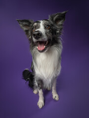 Portrait of a marble border collie on a violet background