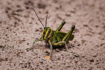 grasshopper in Serra do Cipo, State of Minas Gerais, Brazil