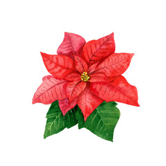 Watercolor red poinsettia