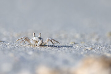 Crab at the sandy white beach of Maledives