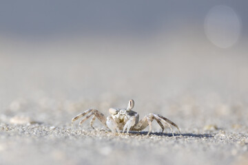 Crab at the sandy white beach of Maledives