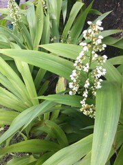 Obraz premium green and white